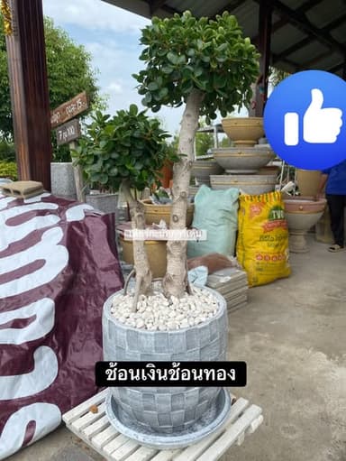 ม่วงเจริญ - ต้นไม้มงคลสวยงาม
