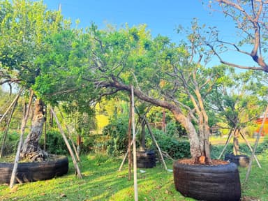 ต้นหว้าน้ำโขง 🌿