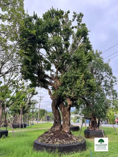ต้นหว้าน้ำโขงฟอร์มคู่บิดเกรียว