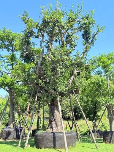 ต้นหว้าน้ำโขง