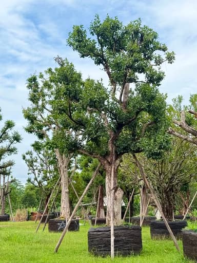 ต้นพูนทรัพย์ 🌳