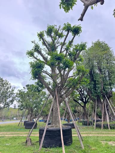 ต้นมั่งมี