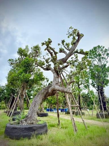 ต้นสะแบงนา พร้อมปลูก 🌳