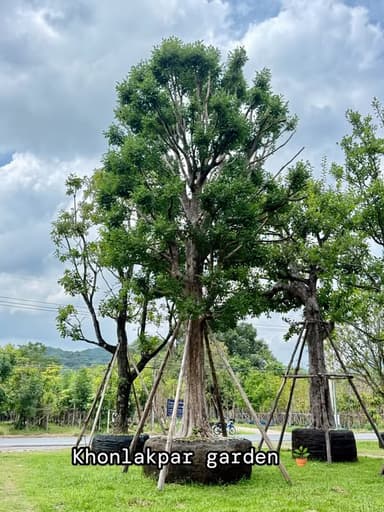 ต้นพูนทรัพย์ ทองใบเรียบ