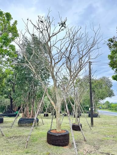 ต้นหยีน้ำ 🌱