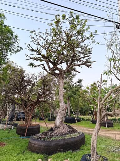 🌳 ต้นหว้าแม่น้ำโขง - สุดยอดไม้ประดับสำหรับสวนของคุณ!