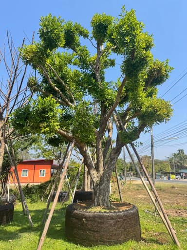 🌿 ต้นหว้าน้ำโขง 🌿