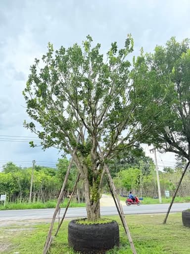 ต้นหว้าน้ำโขง | Wong River Java Plum