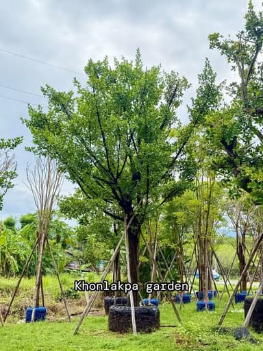 ต้นมั่งมี ขนาดมินิ