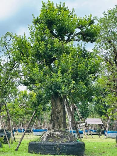 ต้นหว้าน้ำโขง 🌳