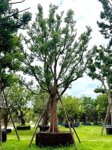 แพ็คคู่ ต้นพูนทรัพย์ & ต้นหว้าแม่น้ำโขง 🌳✨