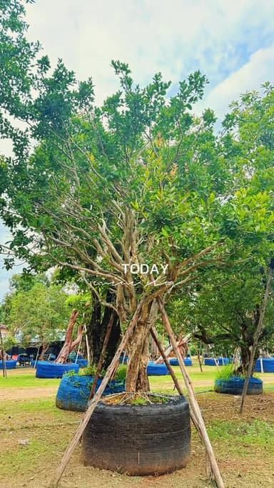 ต้นหว้าน้ำโขงไซซ์มินิ