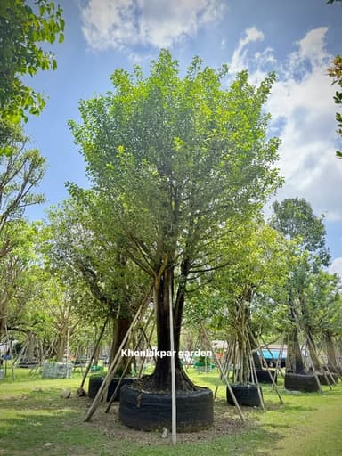 ต้นมั่งมีขนาด 30” 🌳