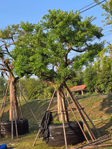 ต้นแจง 21 นิ้ว สูง 5 เมตร