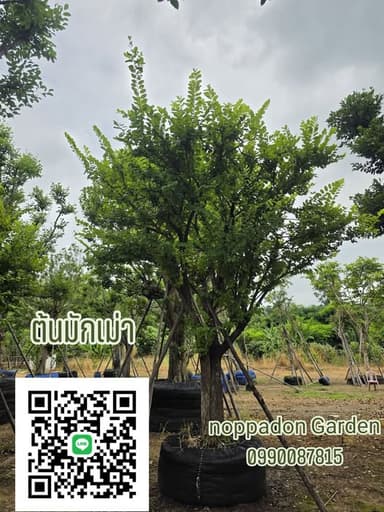 ต้นมักเม่า ใบฟูเขียว พร้อมลง