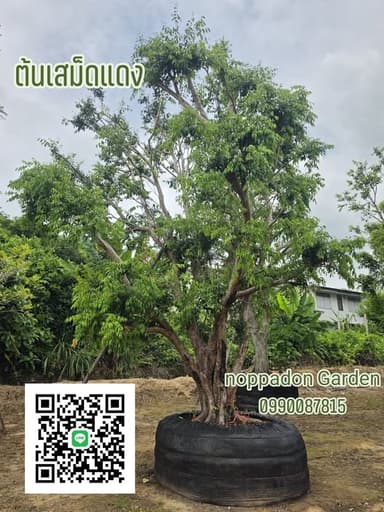 ต้นเสม็ดแดงกอใหญ่