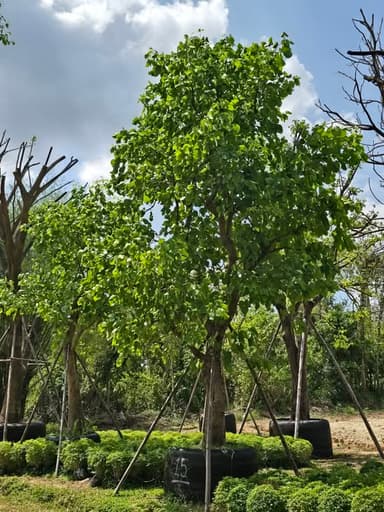 ทองกวาว 15 นิ้ว