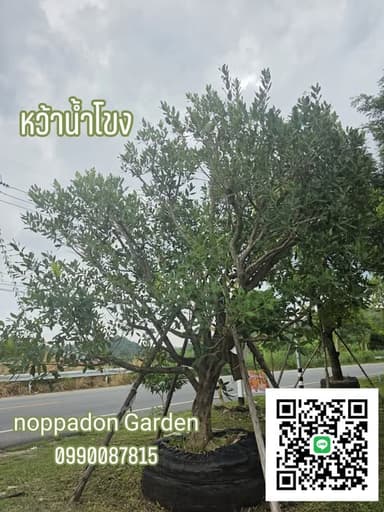 หว้าน้ำโขงทรงพุ่ม (บอนไซ)
