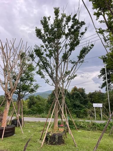 ต้นมั่งมี