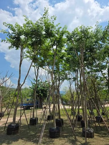 ต้นพยุง 4-5 นิ้ว พุ่มสวย