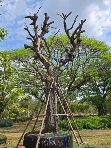 ต้นแม่กระโดน