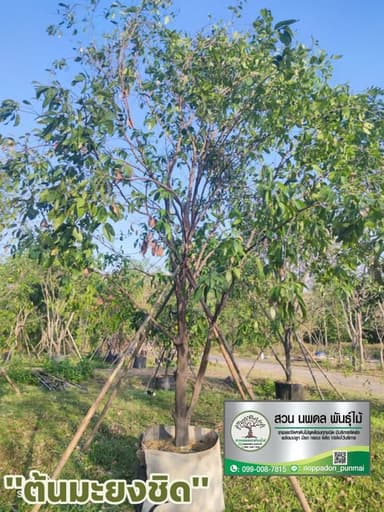 ต้นมะยงชิด