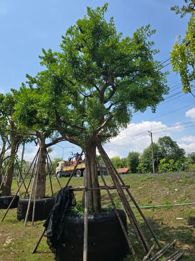 ต้นแจงงงงง