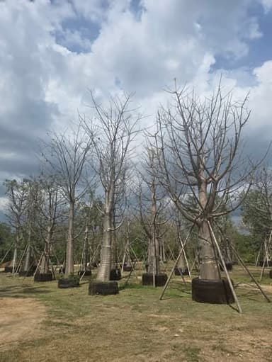 ต้นมั่งมี