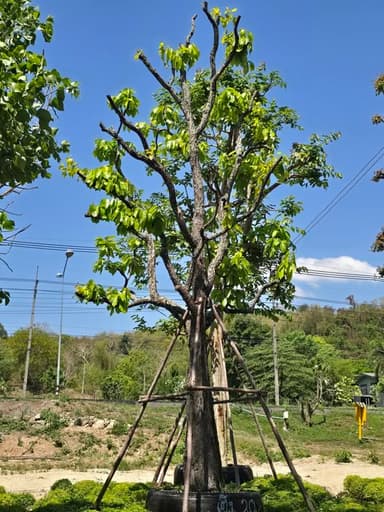 ต้นเต็ง ไม้ป่าไทยหายาก