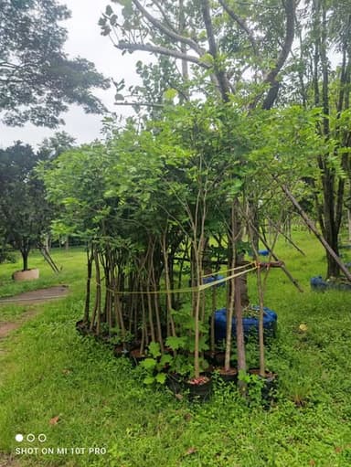 🌳 ประดู่แดง ไม้มงคลดอกหอม ราคากันเอง มีหลายร้อยต้น
