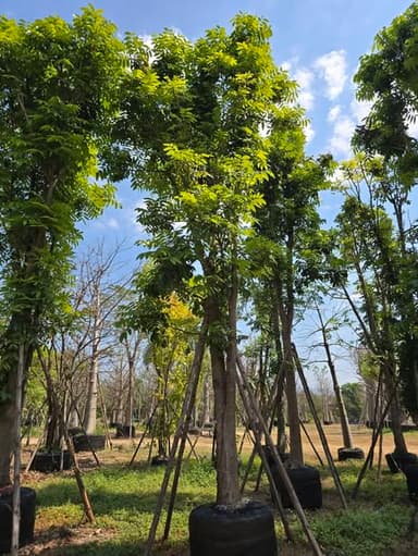 มะฮอกกะนี 8-12"