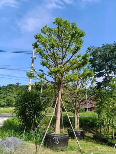 ต้นมั่งมี