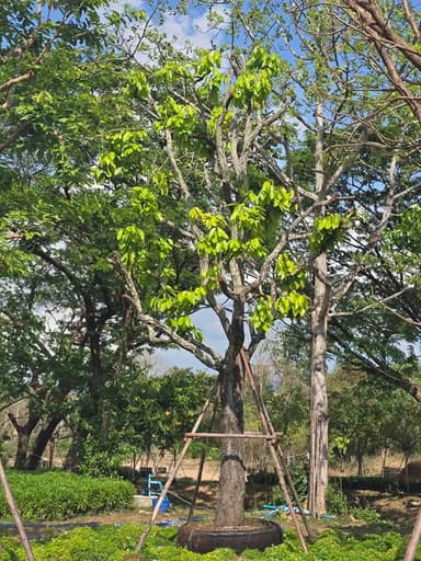 ต้นไม้มั่งมี 20 นิ้ว