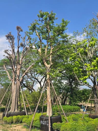 ตะแบก 18" พุ่มสวย