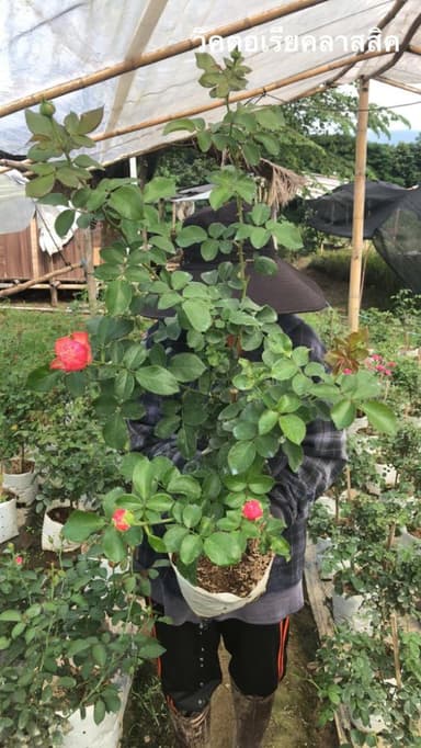 Victorian Classic Rose
