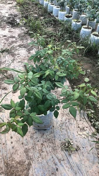 🌹 กุหลาบแมรี่แอน (Mary Ann)