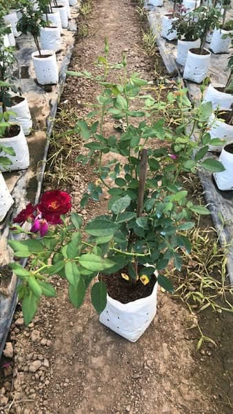 กุหลาบมิดไนท์บลู (Midnight Blue)