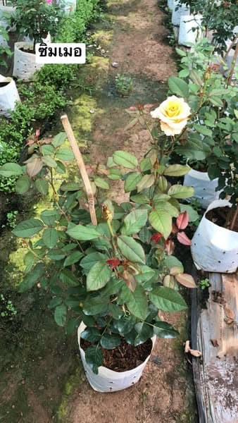 🌹 Shimmer Rose - กุหลาบสีพีช