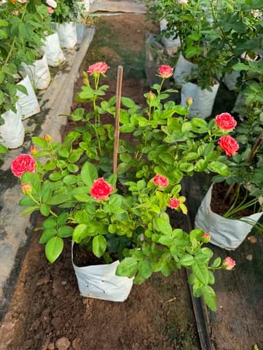 Paradise Lost Rose กุหลาบสเปรย์สีชมพูพีช