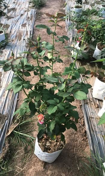 🌹 โมโจ - กุหลาบออสเตรเลียสีสด