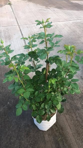 🌹 กุหลาบ เจลาโด้ (Gelato Rose)