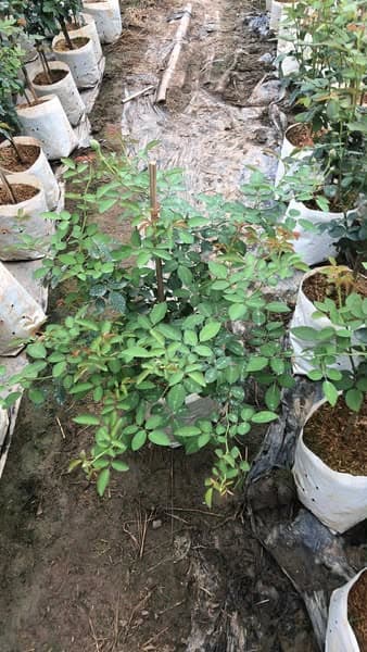 เรนนี่บลู (Rainy Blue) 🌹💜