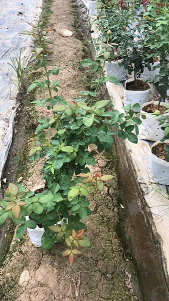 กุหลาบญี่ปุ่น คินด้าบลู