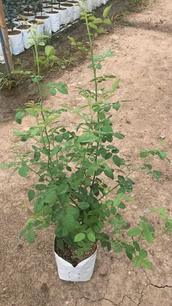 กุหลาบเลื้อยอังกฤษ 🌹