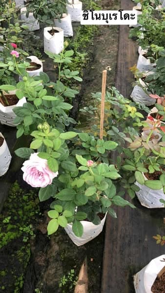 Shinoburedo Rose (ชิโนบุเรโดะ)