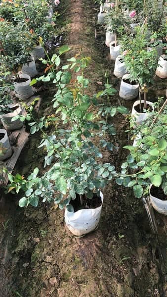 ยี่ฟูยี่หนูซิน (Yi Fu Yi Nu Xin)