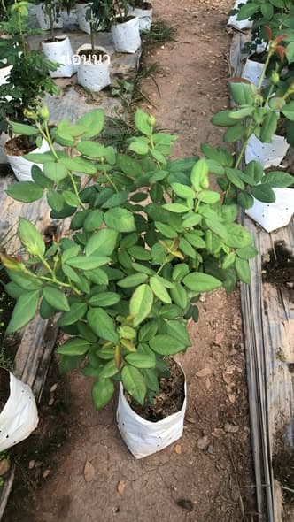 แอนนาโซเฟียฟิก 🌹