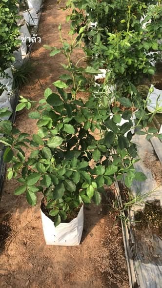 กุหลาบชาลัวร์ สายพันธุ์ญี่ปุ่น