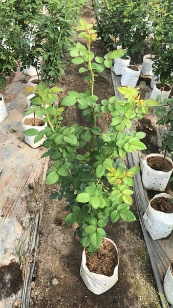 Accademia Rose - กุหลาบตัดดอก