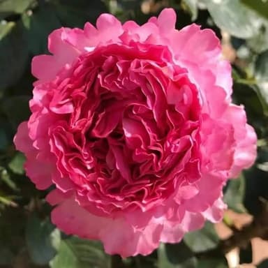 กุหลาบ Cepheus Rose "เซฟิอุส"